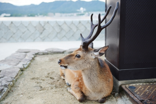 宮島のしか