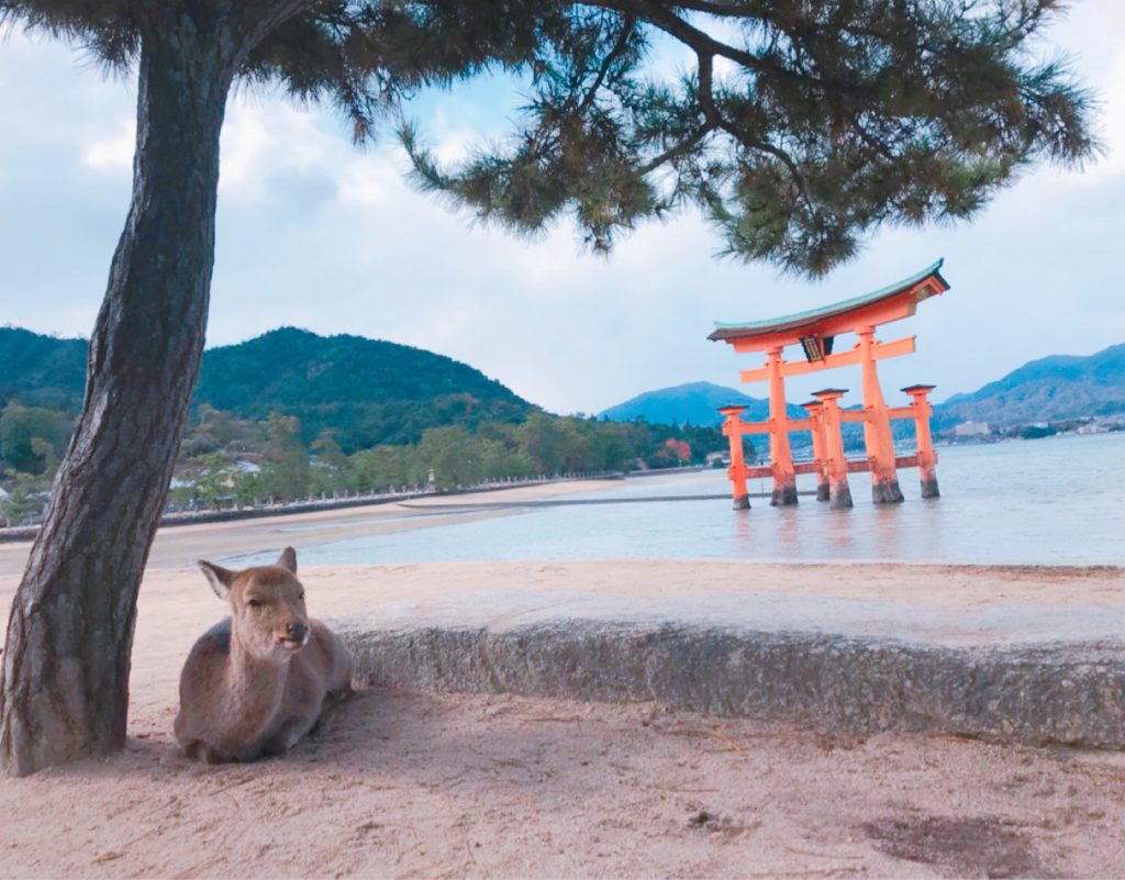 宮島のしか