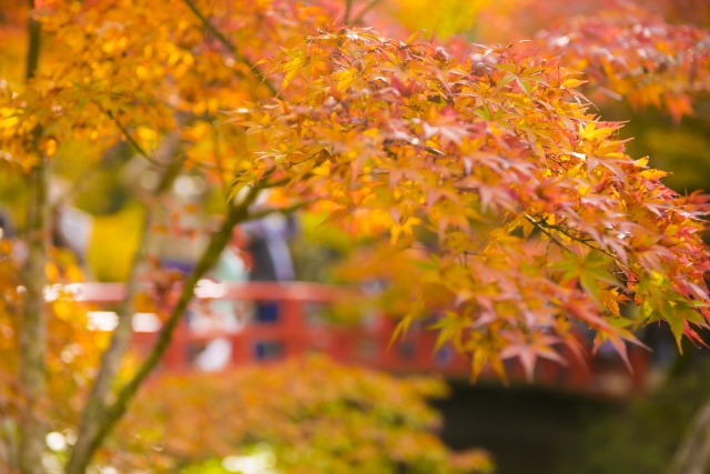 宮島で紅葉狩りをするならここ