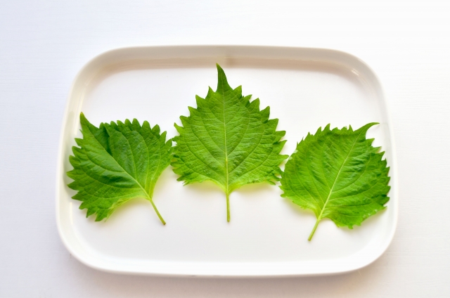 英語で青しそ 大葉 ってどのように説明したら良いの 広島名物あなご竹輪 あなご蒲鉾 がんすといえば出野水産練りものコンシェルジュいずえりのブログ