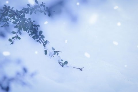 この雨が夜更け過ぎに、雪へと変わってほしい（敬意を込めて）