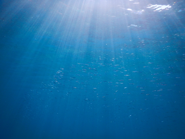 海の中