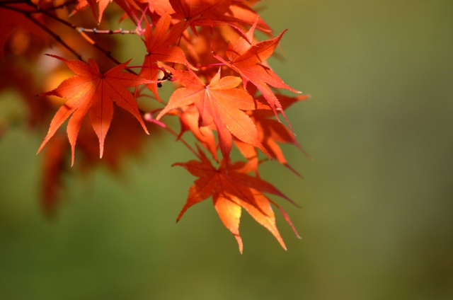 今年の宮島の紅葉は、真っ赤に色づいていて素敵らしい