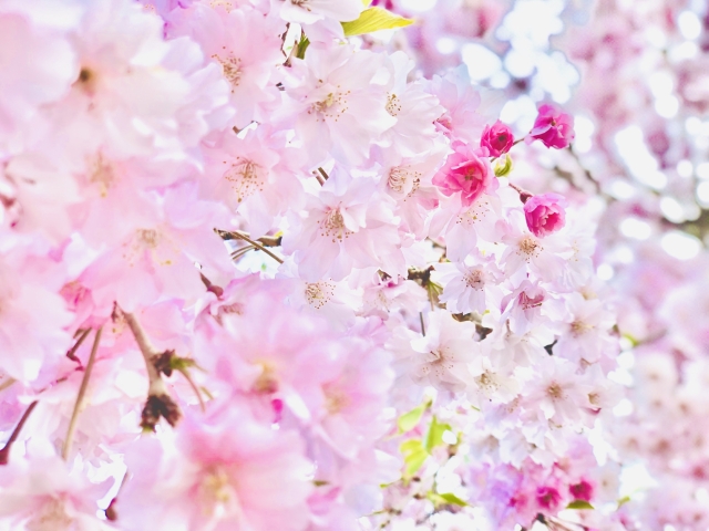 桜の季節が近づいてきたね