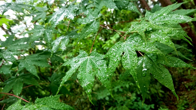 雨がしっとりと降り続いている 本日の広島市