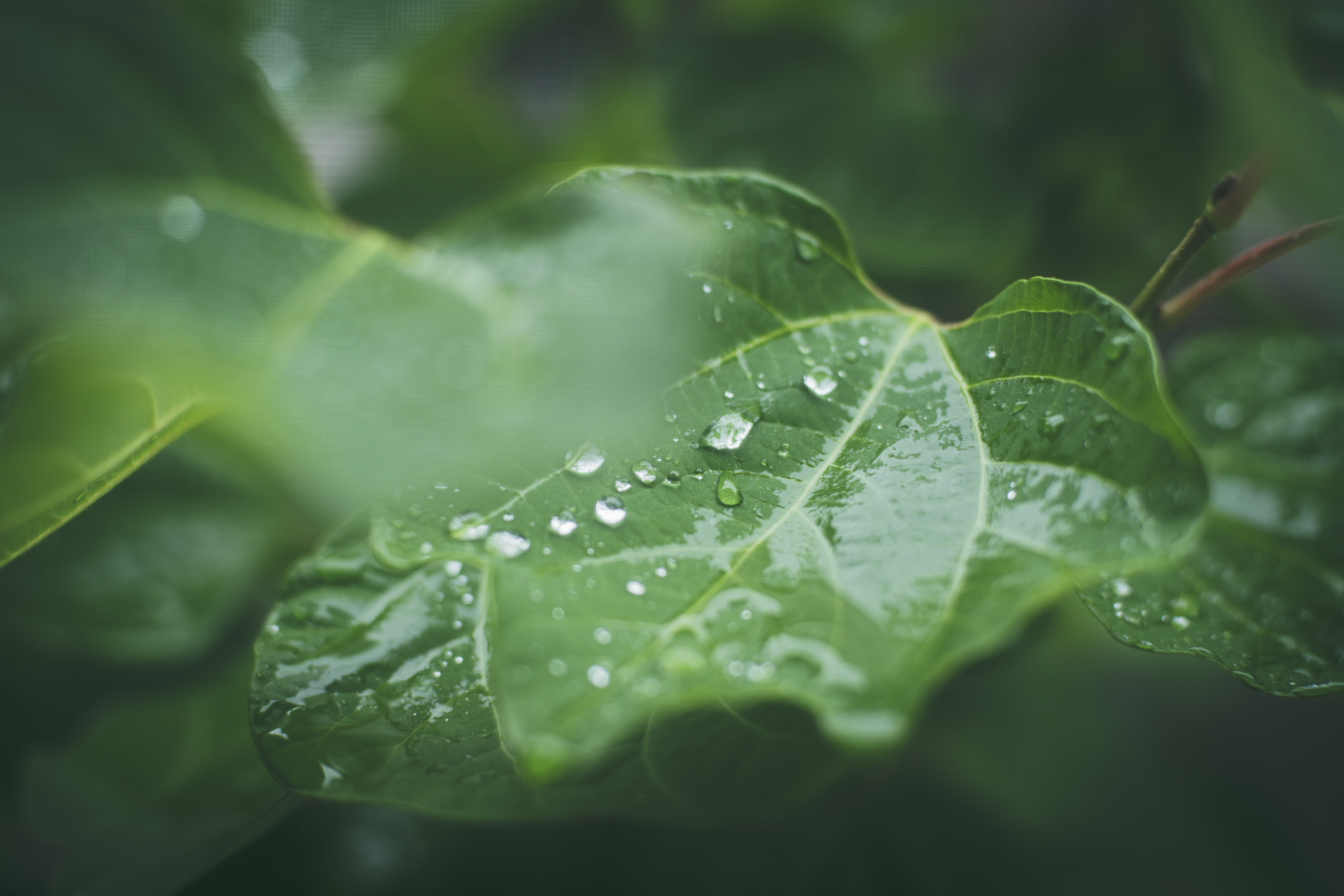 雨降りの日